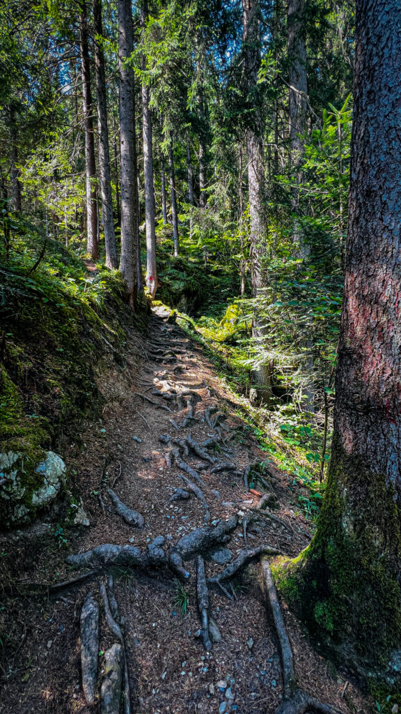 Steiler Waldpfad mit herausstehenden Wurzeln