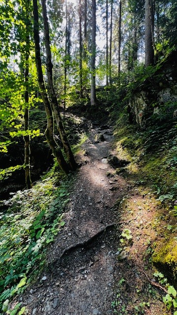 Moosbewachsener Wald am Aufstieg, dichtes Blätterdach